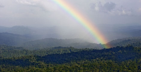 A rainbow arches over an area of pristine forest in Papua, Indonesia Â© Greenpeace/Rante