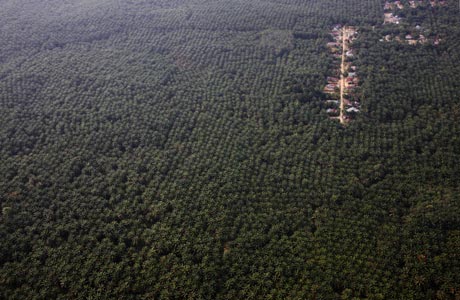 A small town for workers in the heart of a palm oil plantation Â© Greenpeace/Novis