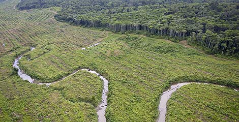 A river winds its way through a deforested area in the Lereh region of Papua, Indonesia © Greenpeace/Rante